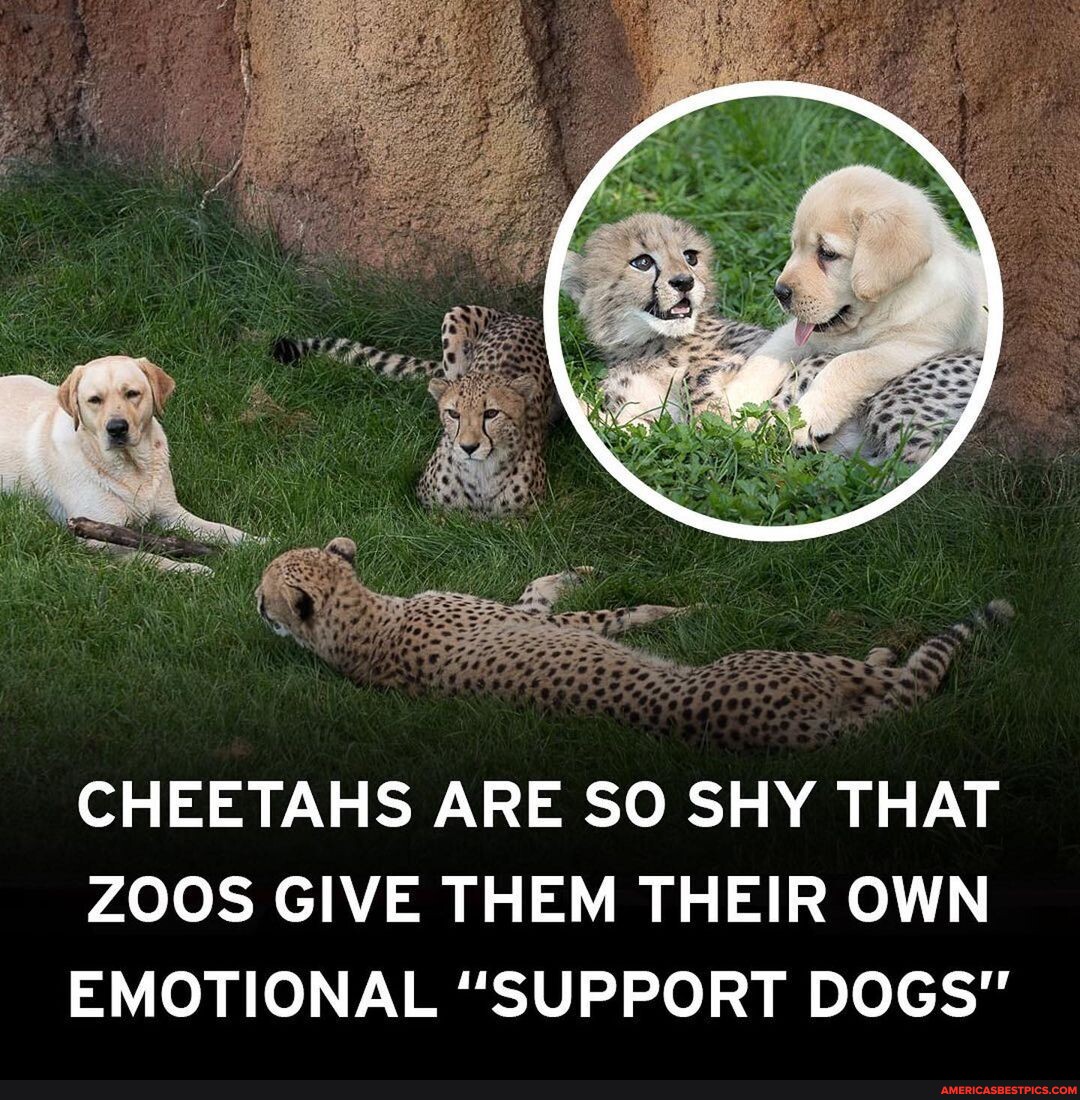 Cheetahs are very socially awkward and shy animals and that’s why