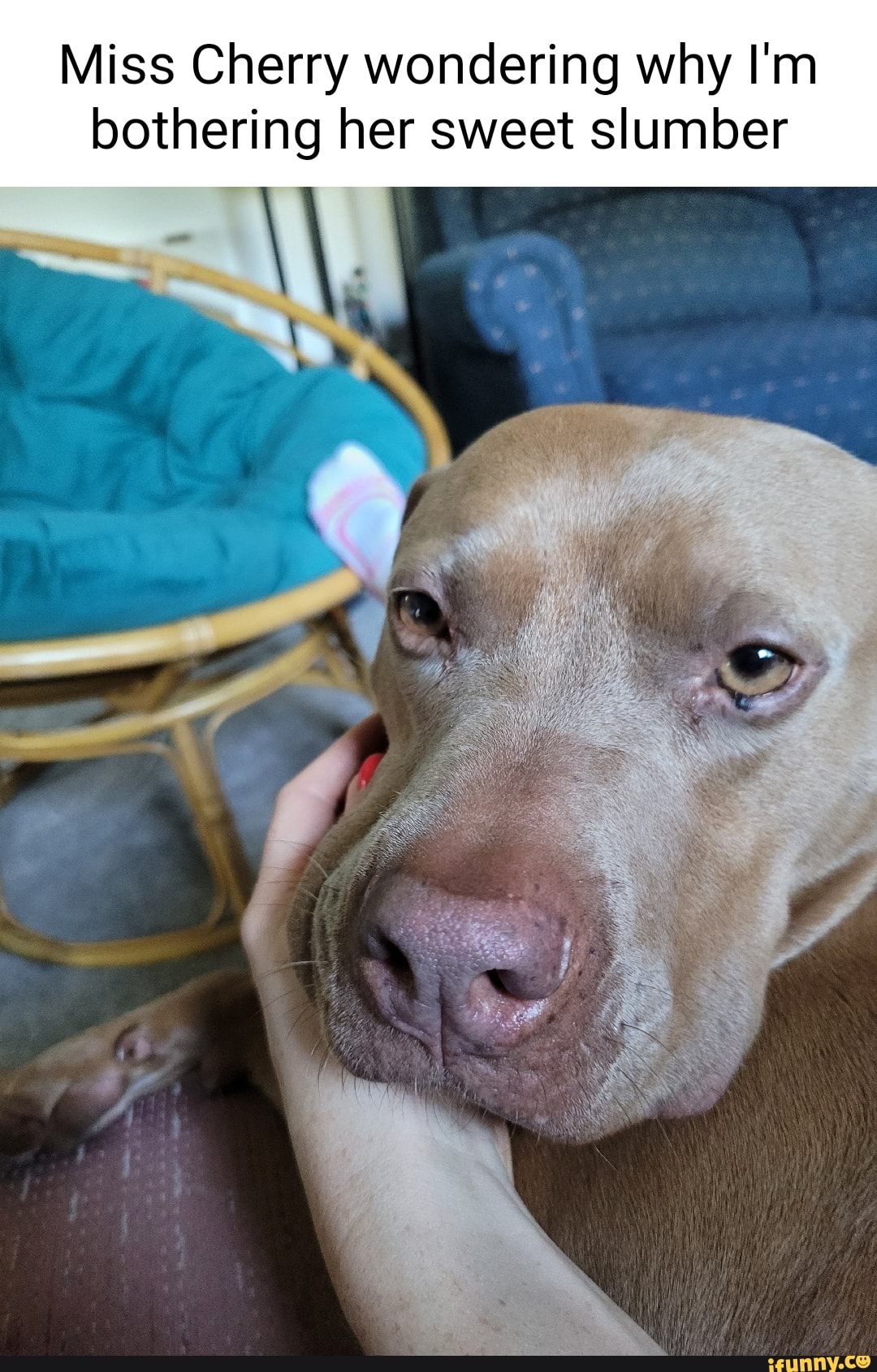 Miss Cherry wondering why I'm bothering her sweet slumber