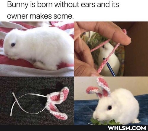 Bunny is born without ears and its owner makes some.