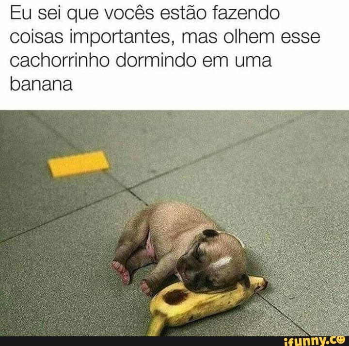 Eu sei que vocês estão fazendo
coisas importantes, mas olhem esse
cachorrinho dormindo em uma
banana