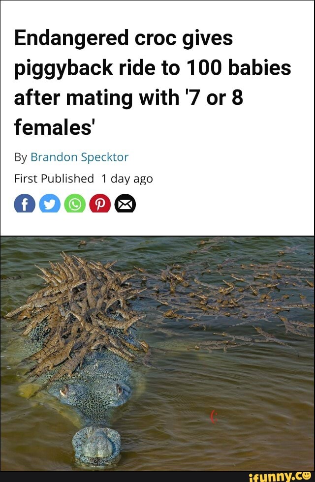 Endangered croc gives piggyback ride to 100 babies after mating with '7 or 8 females'
By Brandon Specktor
First Published 1 day ago