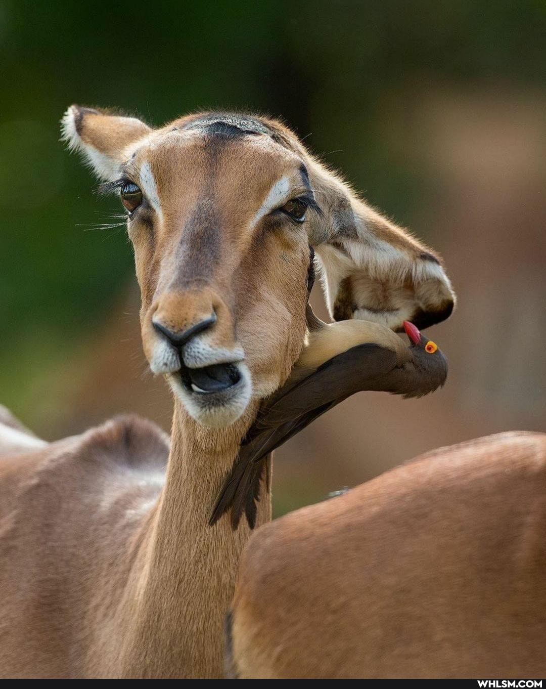 funny, cool, cute_animal, funny_animal