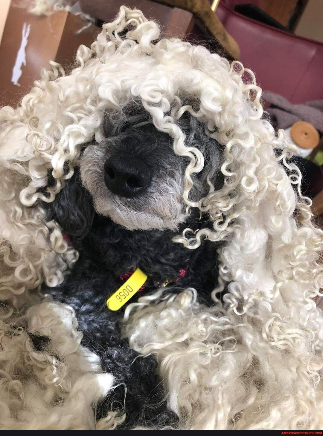 nie, lifelong, dream, sheep
