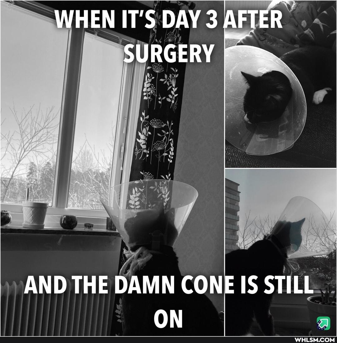 WHEN IT'S DAY 3 AFTER SURGERY
AND THE DAMN CONE IS STILL ON