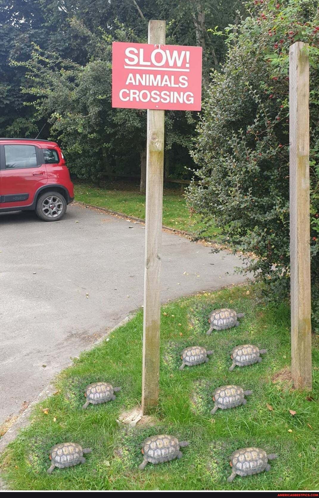 SLOW!
ANIMALS CROSSING