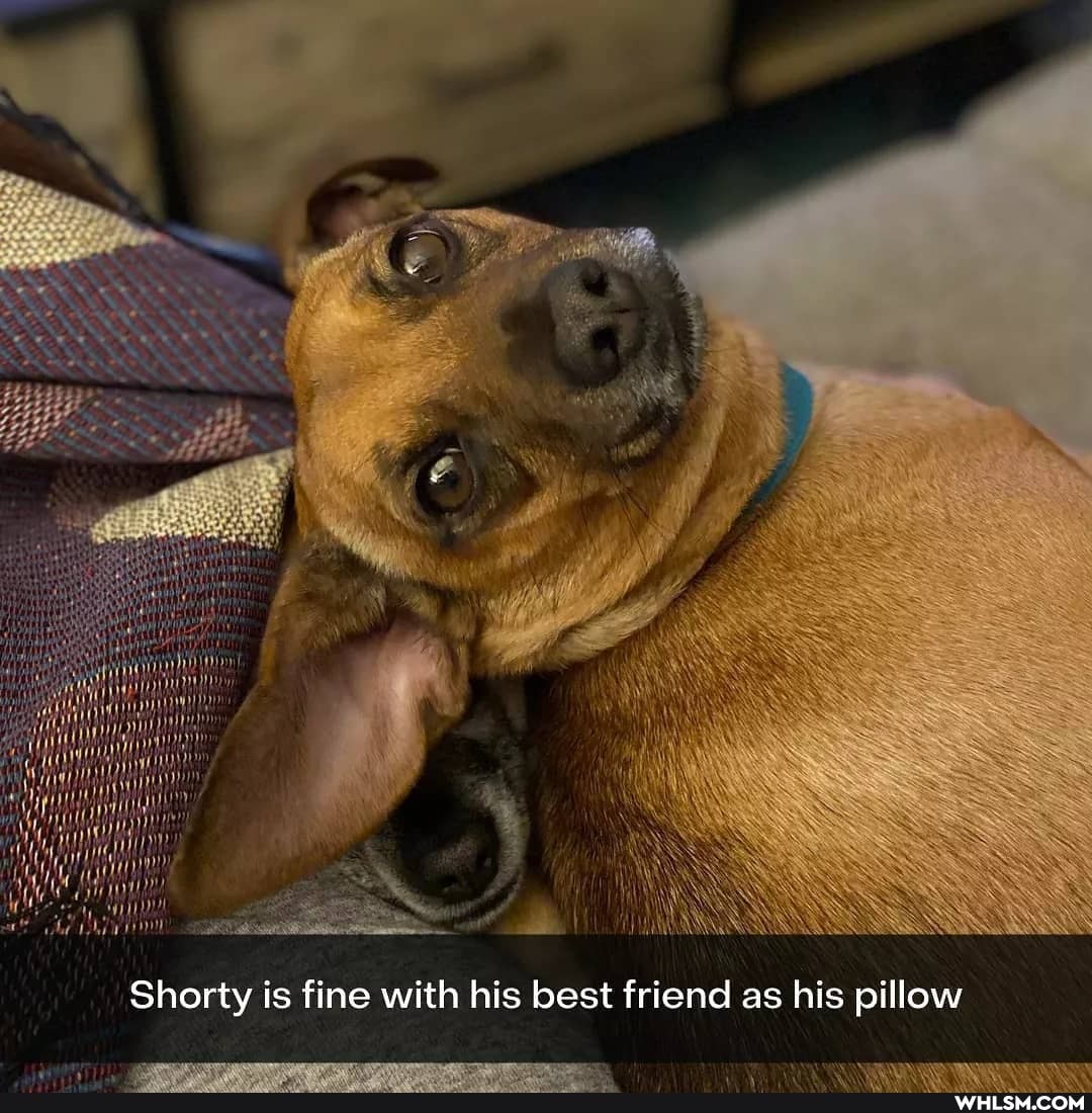 Shorty is fine with his best friend as his pillow