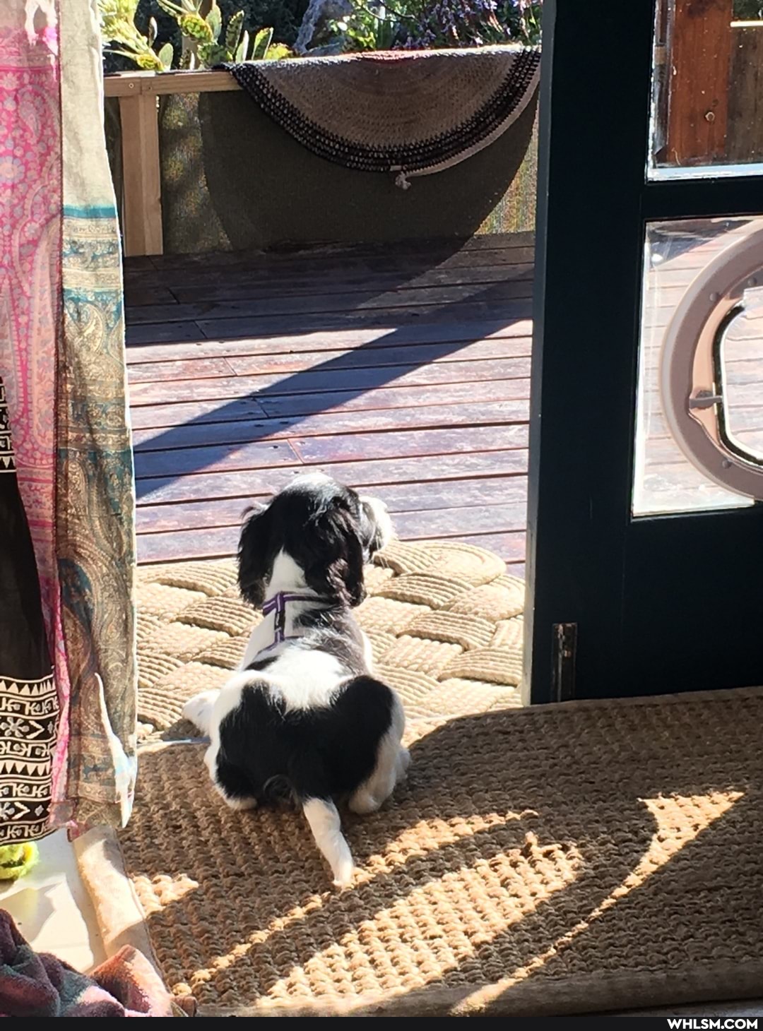 puppy, help_me_imgur, advice_animals