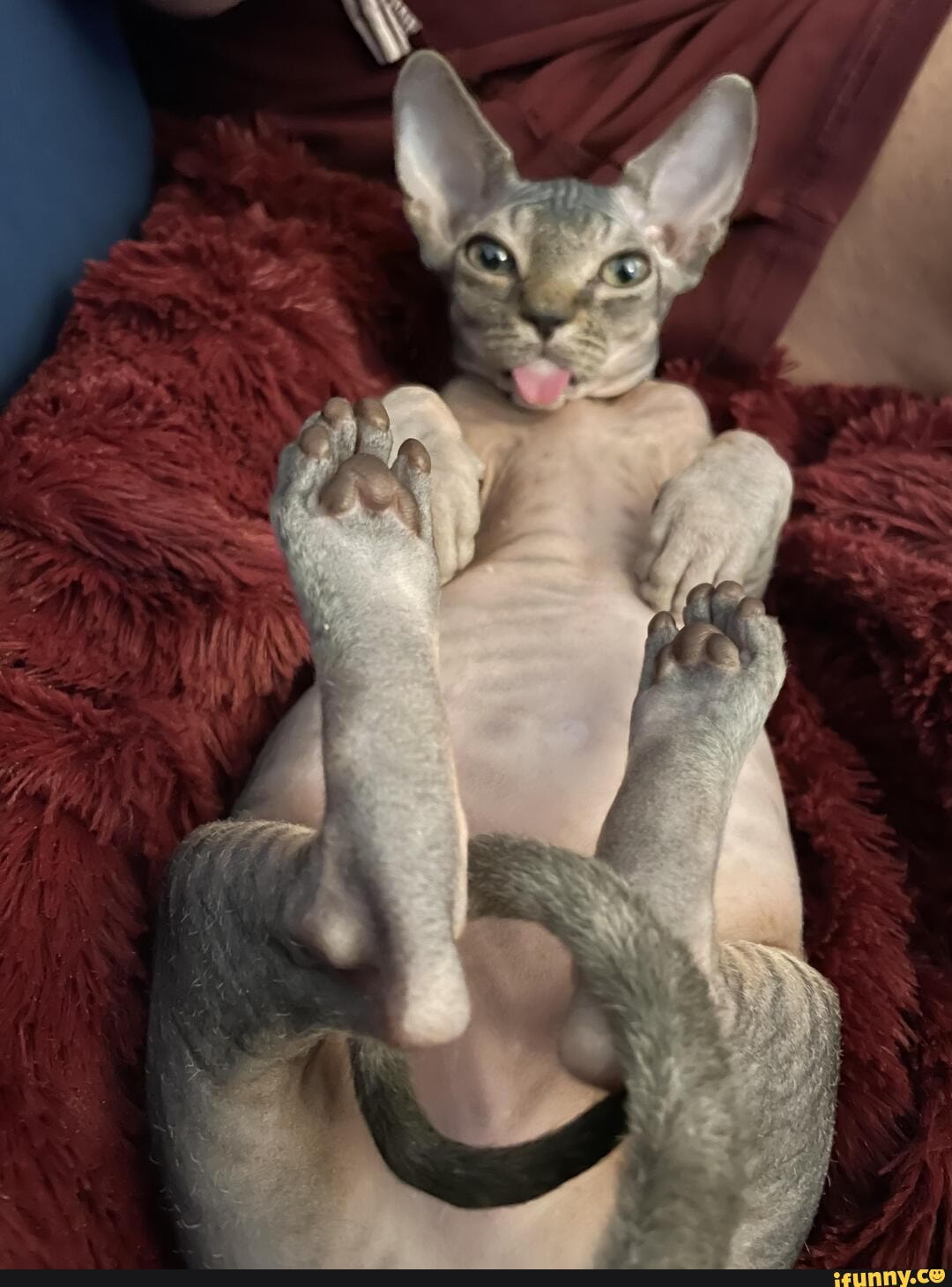 Кошки на длинных лапах
