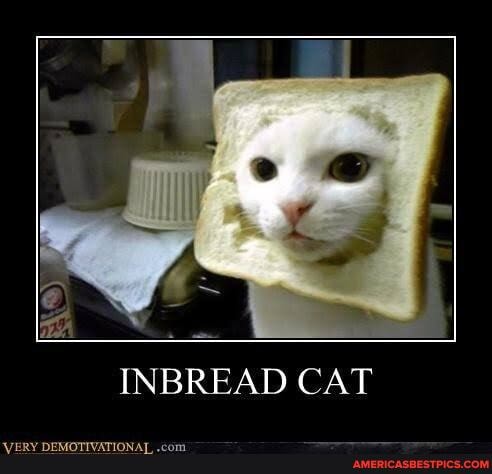 INBREAD CAT