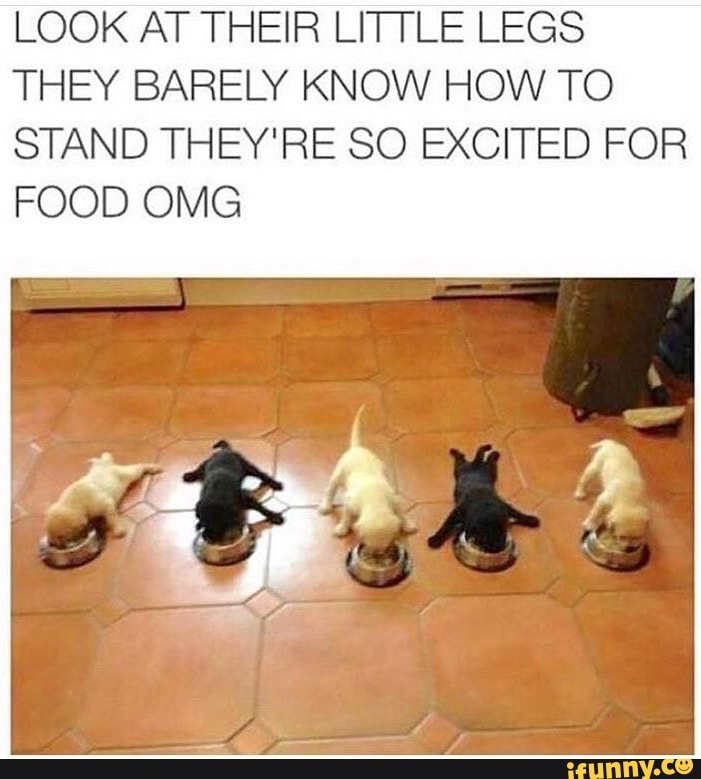 LOOK AT THEIR LITTLE LEGS THEY BARELY KNOW HOW TO
STAND THEY'RE SO EXCITED FOR FOOD OMG
