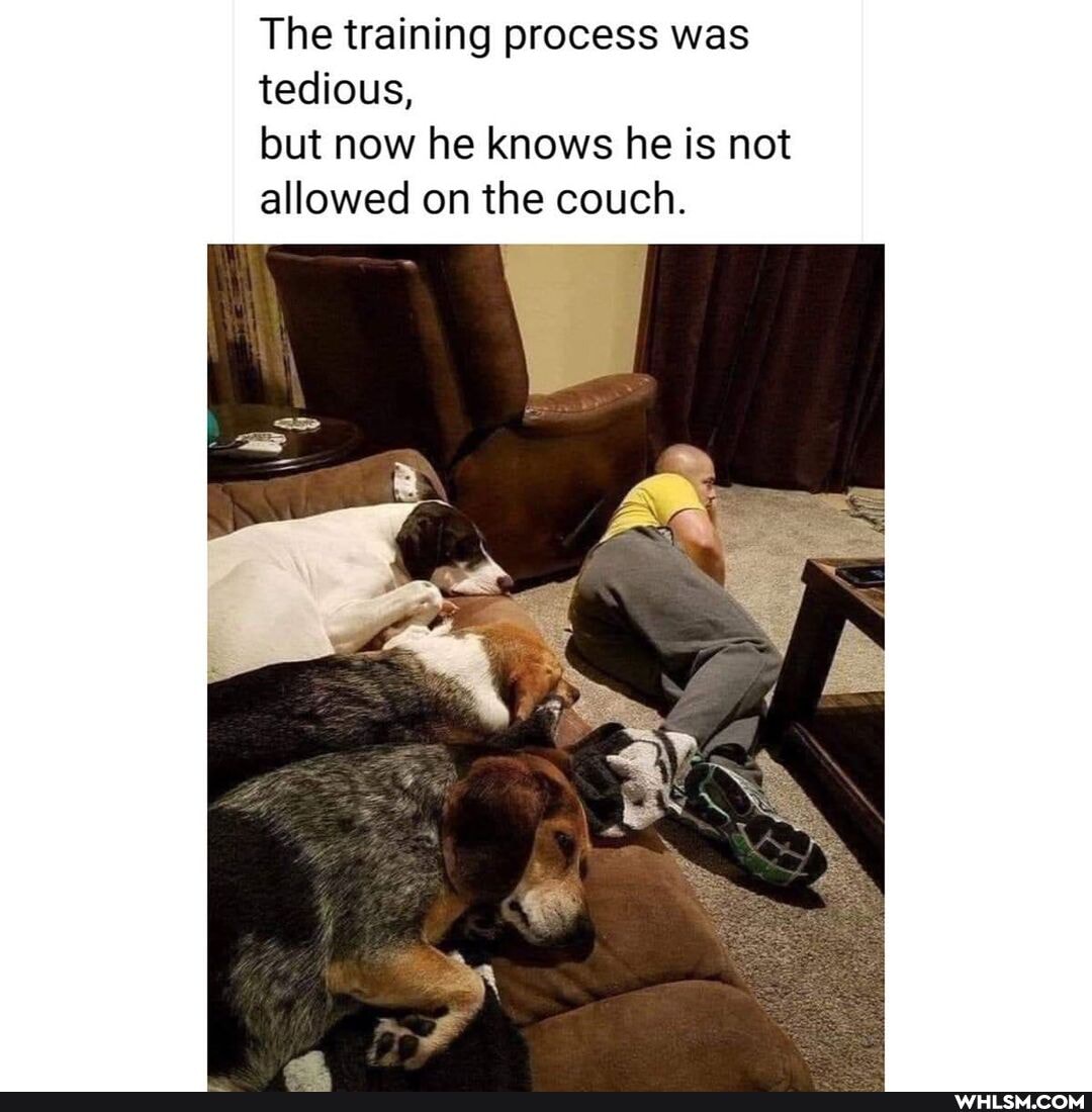 The training process was tedious,
but now he knows he is not allowed on the couch.