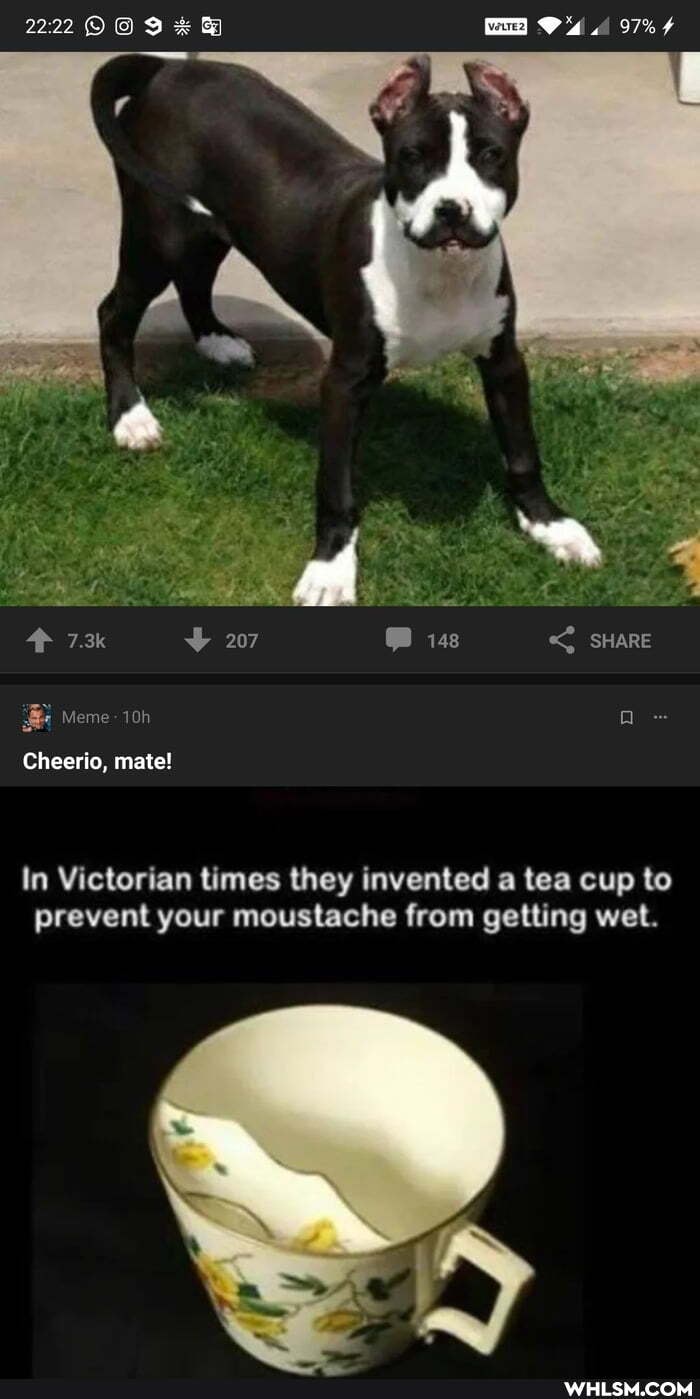 2222 97%
207 148 SHARE
Meme-
Cheerio, mate!
In Victorian times they invented a tea cup to prevent your moustache from getting wet.