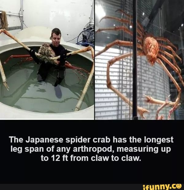 The Japanese spider crab has the longest leg span of any arthropod