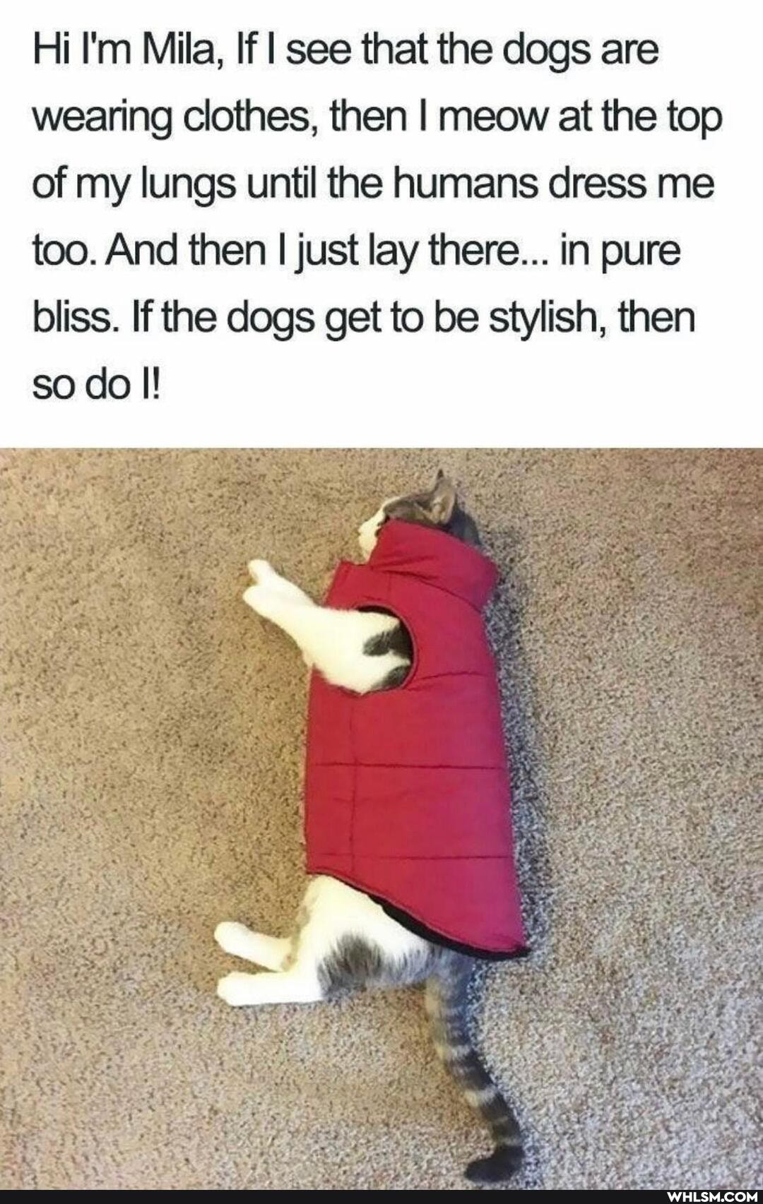 Hi I'm Mila, If I see that the dogs are wearing clothes, then I meow at the top of my lungs until the humans dress me too. And then I just lay there... in pure bliss. If the dogs get to be stylish, then so do I!