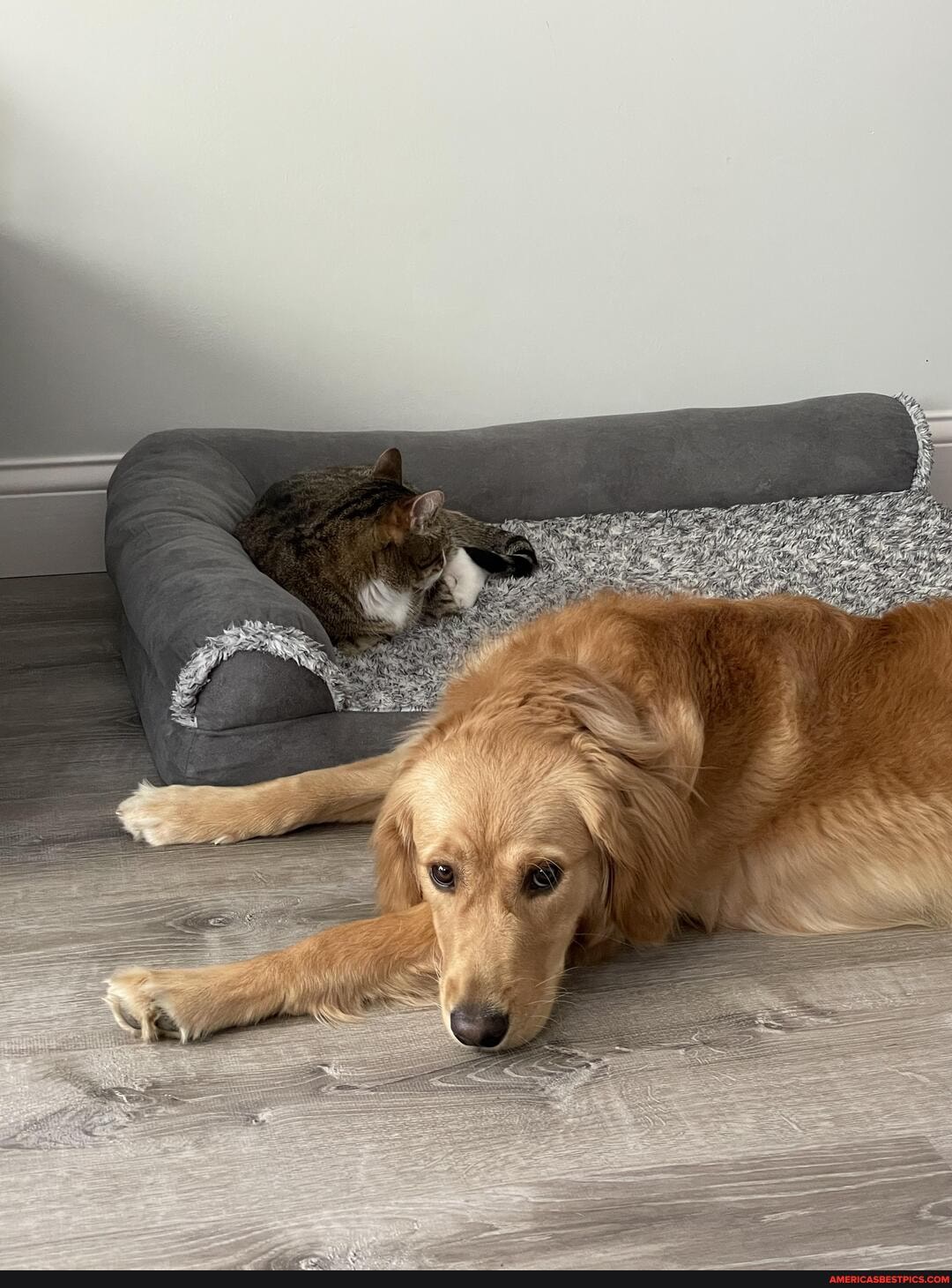 yep, dog, bed, jerk, cat, feels, shame, stealing