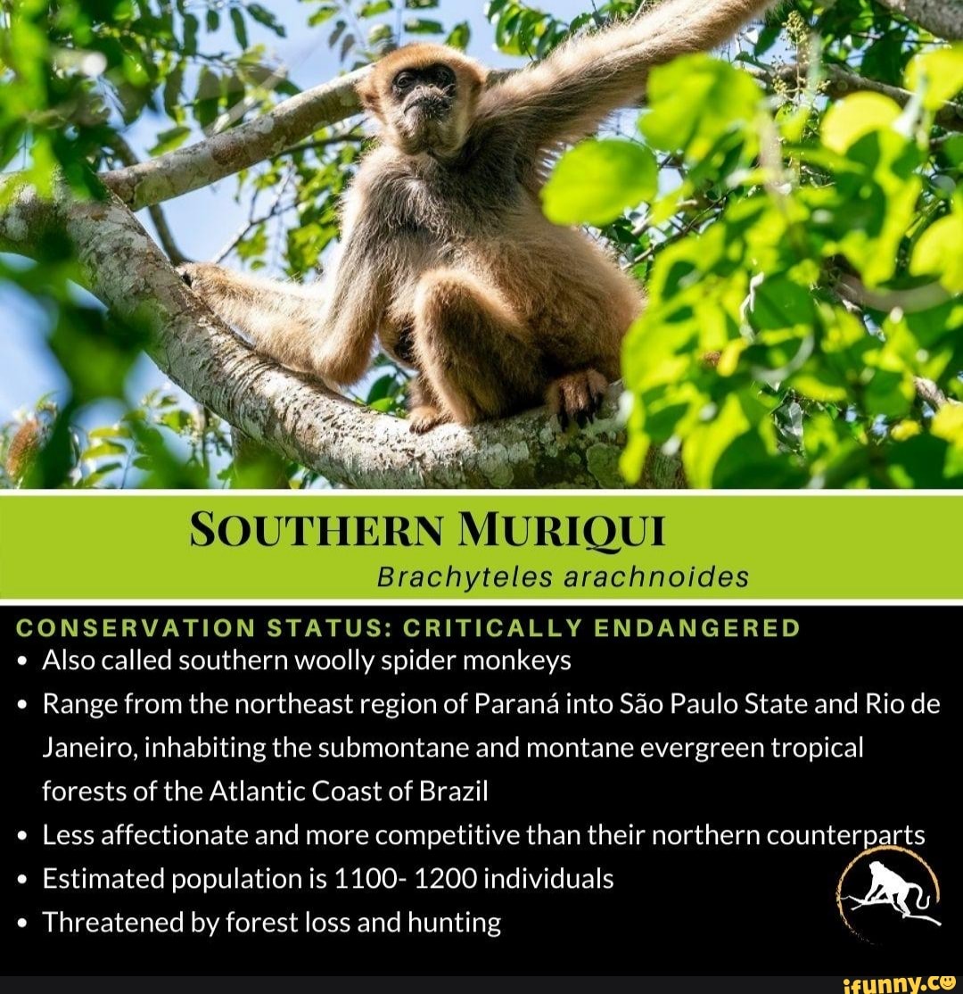 Southern Muriqui Brachyteles Arachnoides Conservation Status 