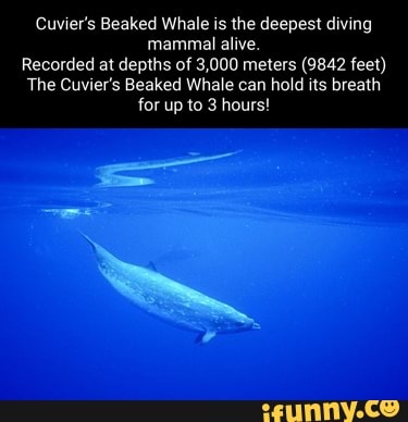 Cuvier's Beaked Whale is the deepest diving mammal alive. Recorded at ...