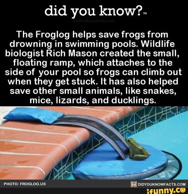 Did you know?.. The Froglog helps save frogs from drowning in swimming