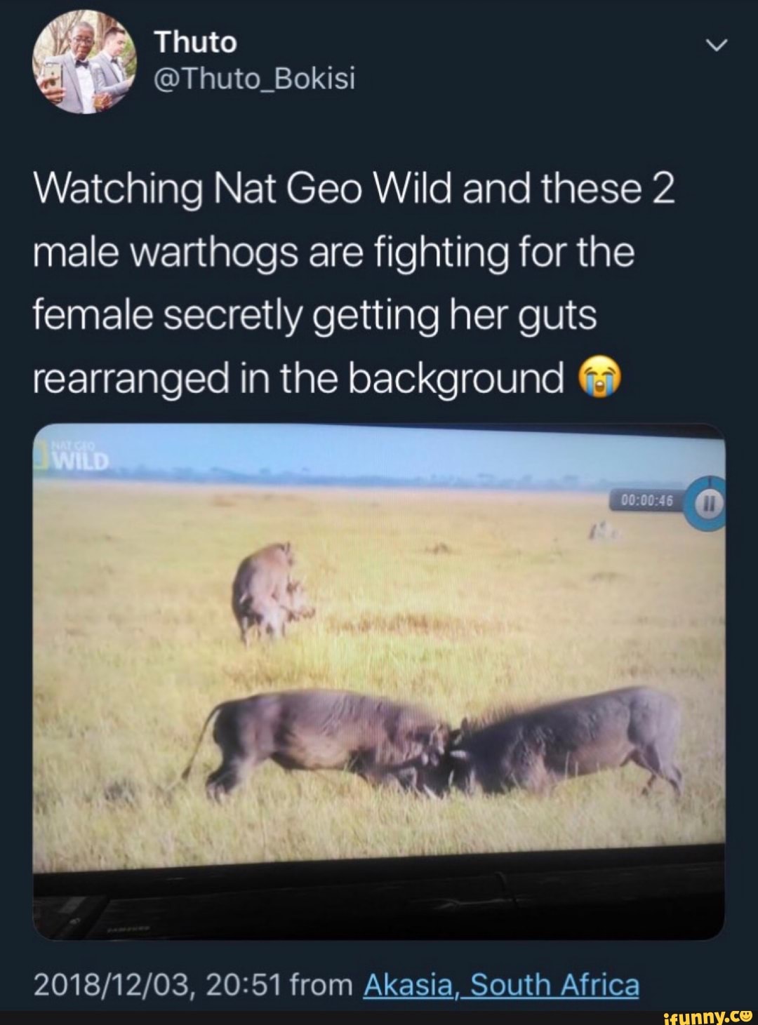 Watching Nat Geo Wild and these 2 male warthogs are fighting for the ...