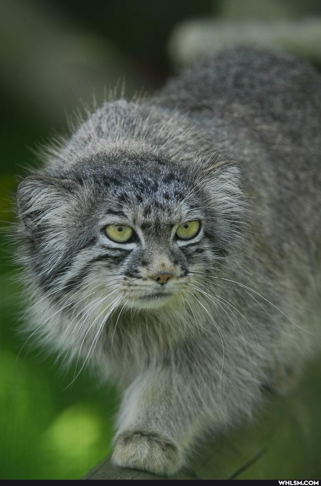 cat, mildly_interesting, cats