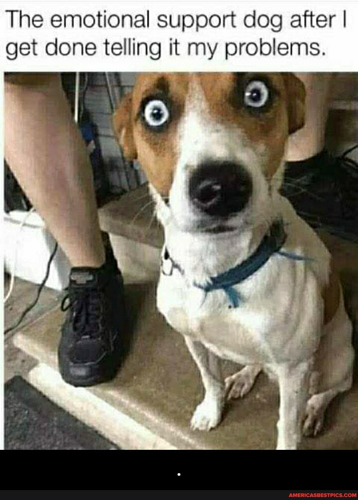 The emotional support dog after I get done telling it my problems. - .