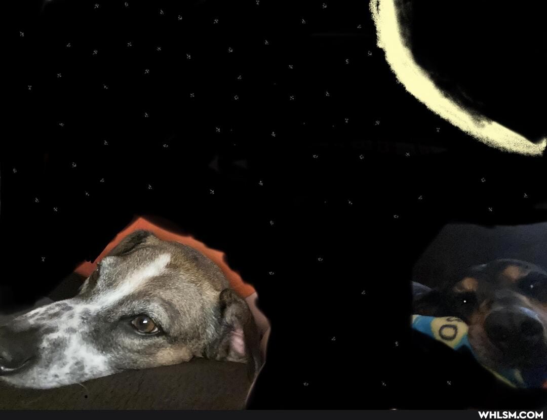 dogs, puppy, pets, doggo