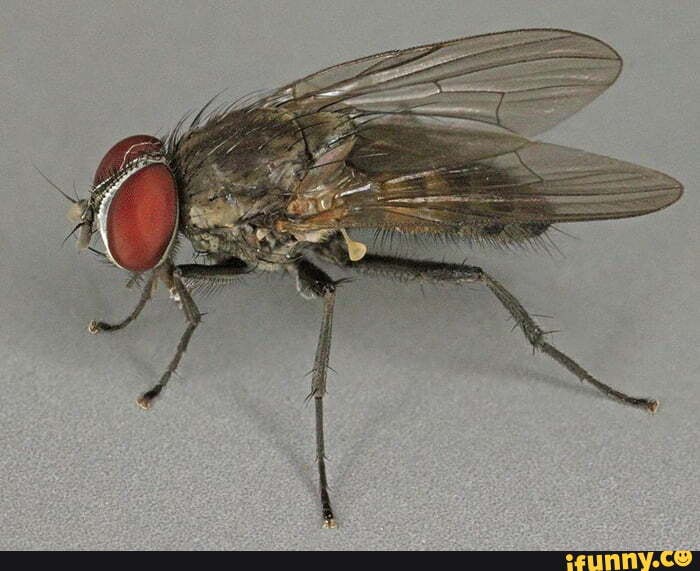 Lesser_house_fly memes. Best Collection of funny Lesser_house_fly ...