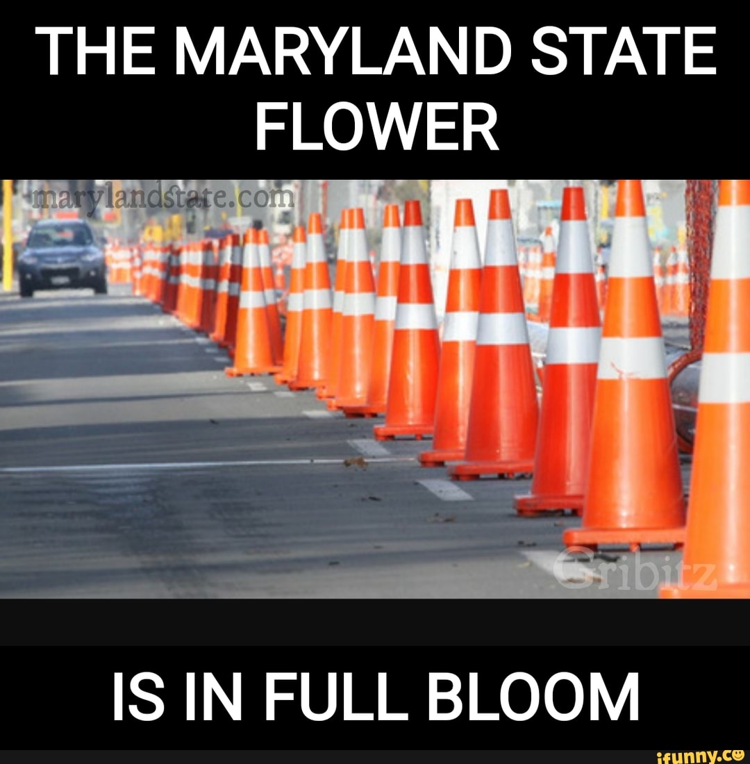 Spring time in Maryland THE MARYLAND STATE FLOWER IS IN FULL BLOOM