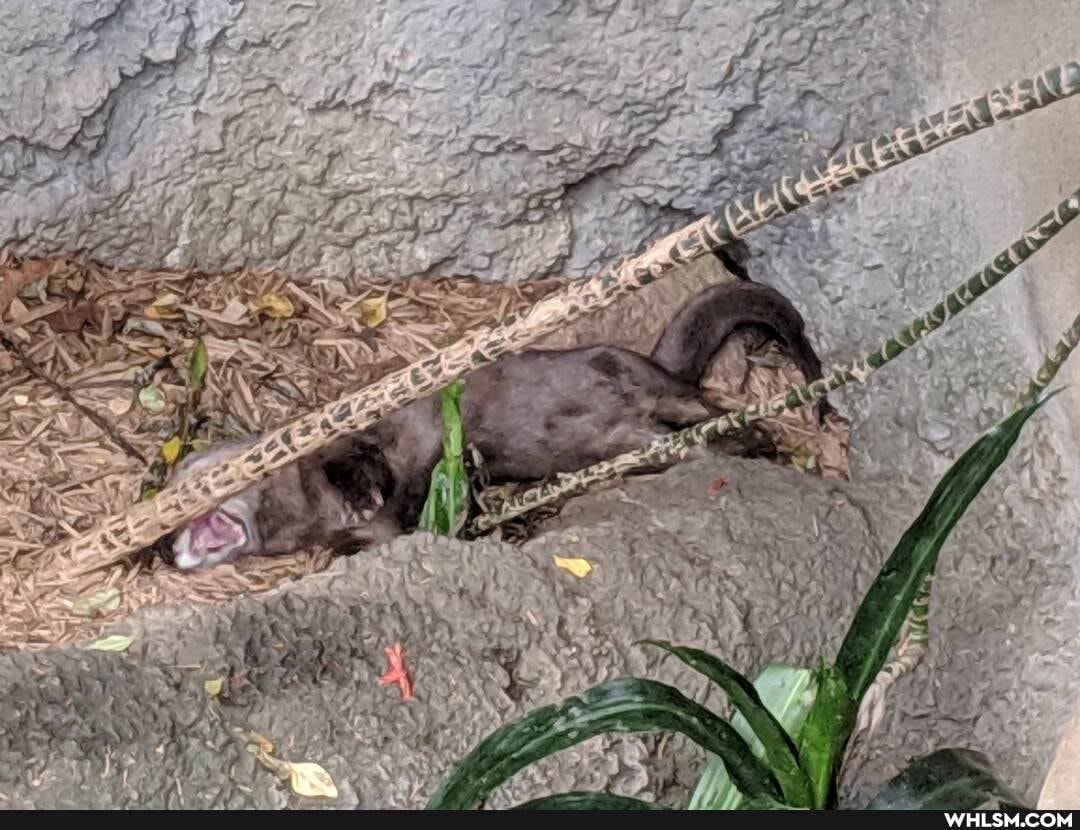 aww, zoo