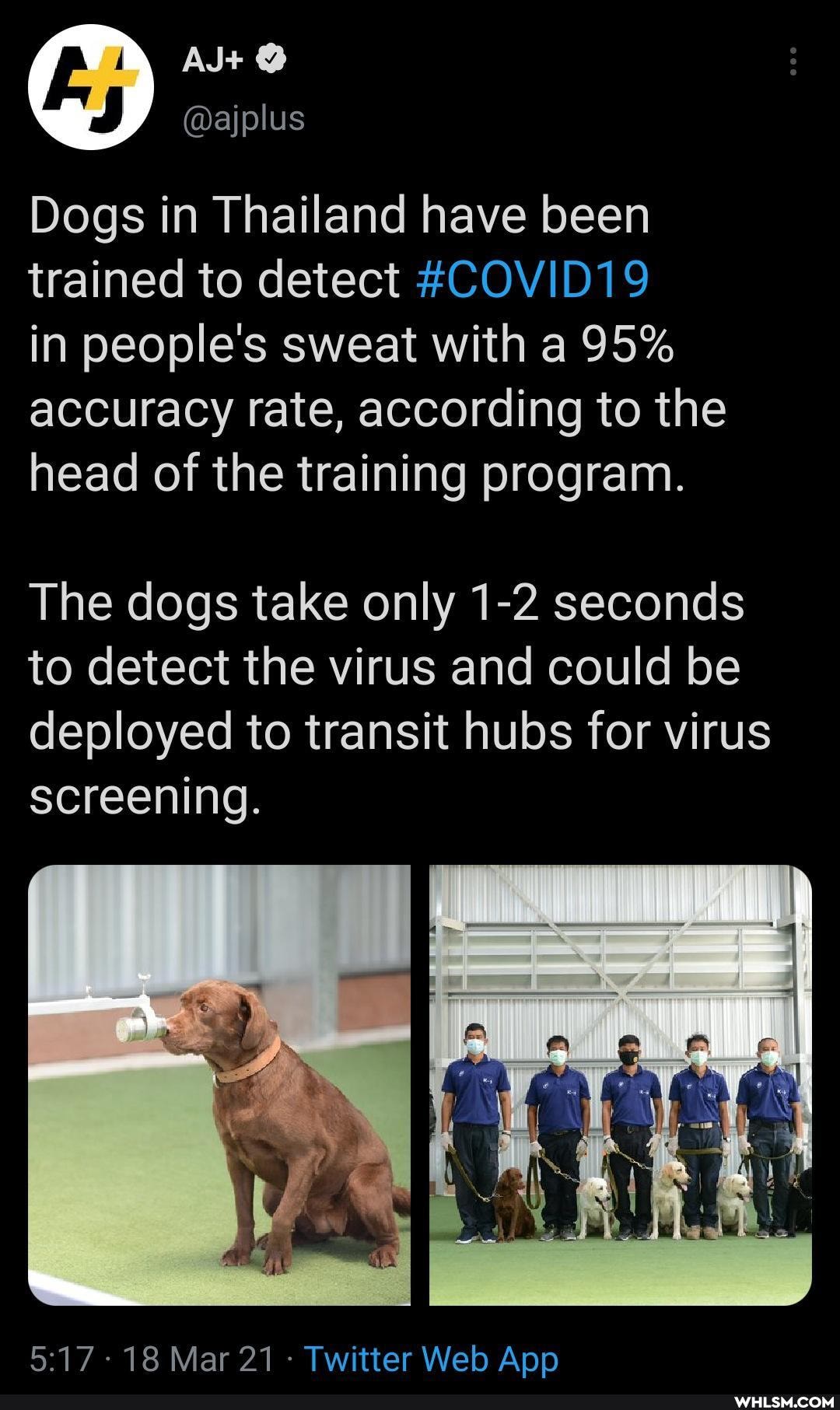 Dogs in Thailand have been trained to detect #COVID19
in people's sweat with a 95% accuracy rate, according to the head of the training program.
The dogs take only 1-2 seconds to detect the virus and could be deployed to transit hubs for virus screening.