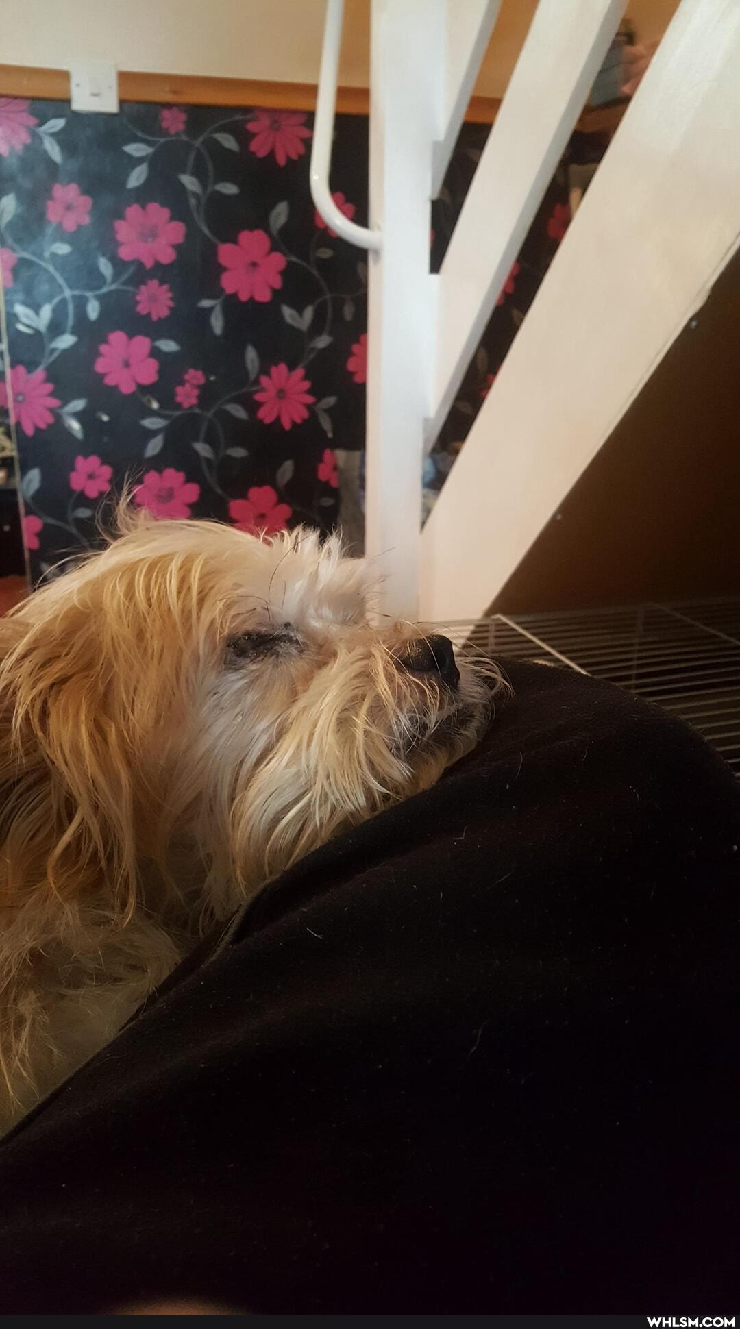 dogs, cats, guinea_pig, birthday
