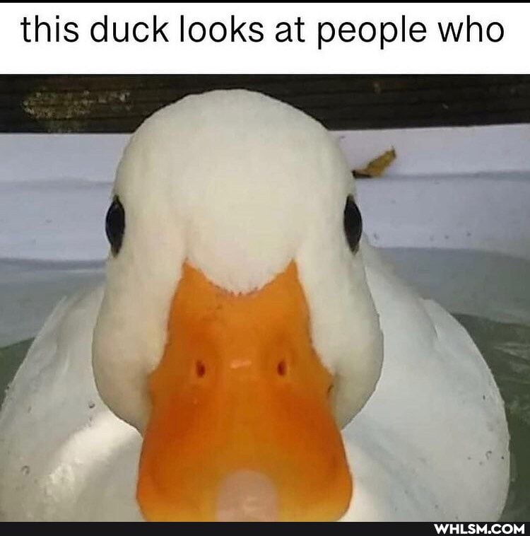 this duck looks at people who