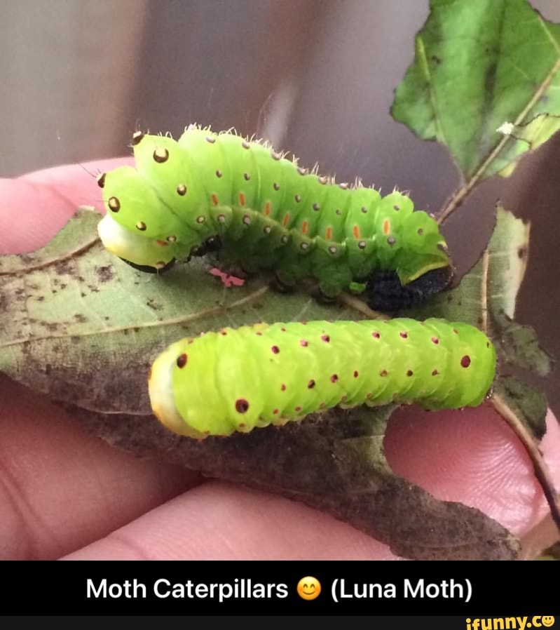 Moth Caterpillars (Luna Moth) Moth Caterpillars 😊 (Luna Moth) iFunny