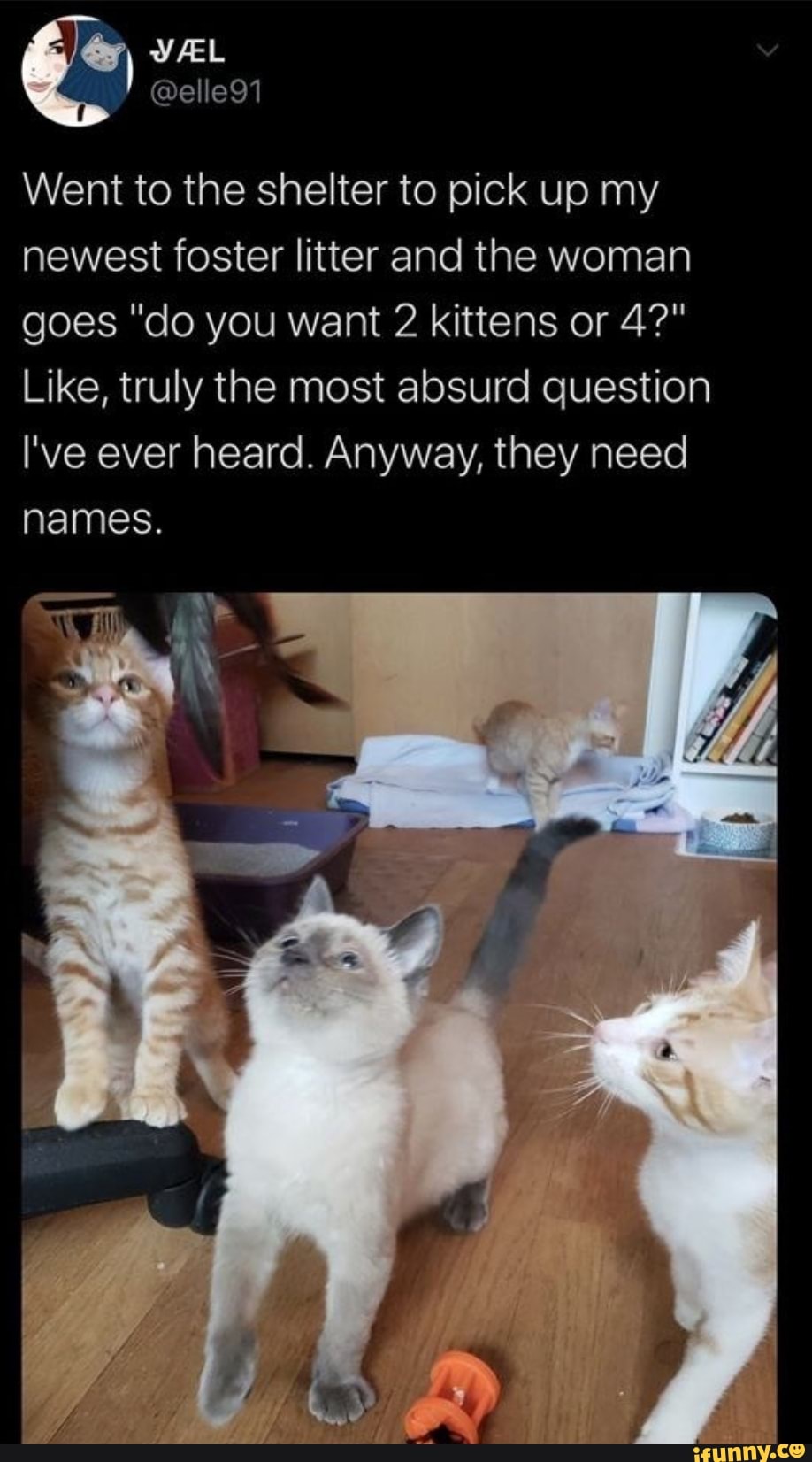 Went to the shelter to pick up my
newest foster litter and the woman
goes "do you want 2 kittens or 4?"
Like, truly the most absurd question
I've ever heard. Anyway, they need
names.