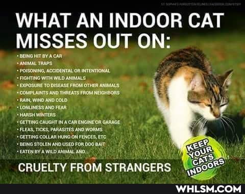 WHAT AN INDOOR CAT MISSES OUT ON:
BEING HIT YACAR
ANIMAL TRAPS,
POISONING, ACCIOENTAL OR INTENTIONAL,
AGHTING WITH WILD ANIMALS.
EXPOSURE TO DISEASE FROM OTHER ANIMALS
*COMPLAINTS AND THREATS FROM NEIGHBORS RAIN, WIND AND COLD
LONLINESS ANO FEAR.
"HaRSH WiNTERS
FLEAS, CAUGHT INACARENGINEOR GARICE FLEAS, TICKS, PARASTES ANO GETTING COLLAR HUNG ON FENCES,
BEING STOLEN AND USED FOR 006 BAIT
"EATEN BY AWILOANMMAL ANDG
CRUELTY FROM STRANGERS