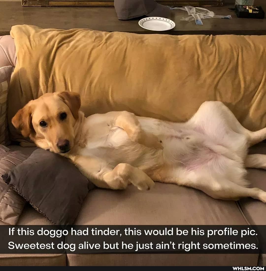 If this doggo had tinder, this would be his profile pic.
Sweetest dog alive but he just ain't right sometimes.