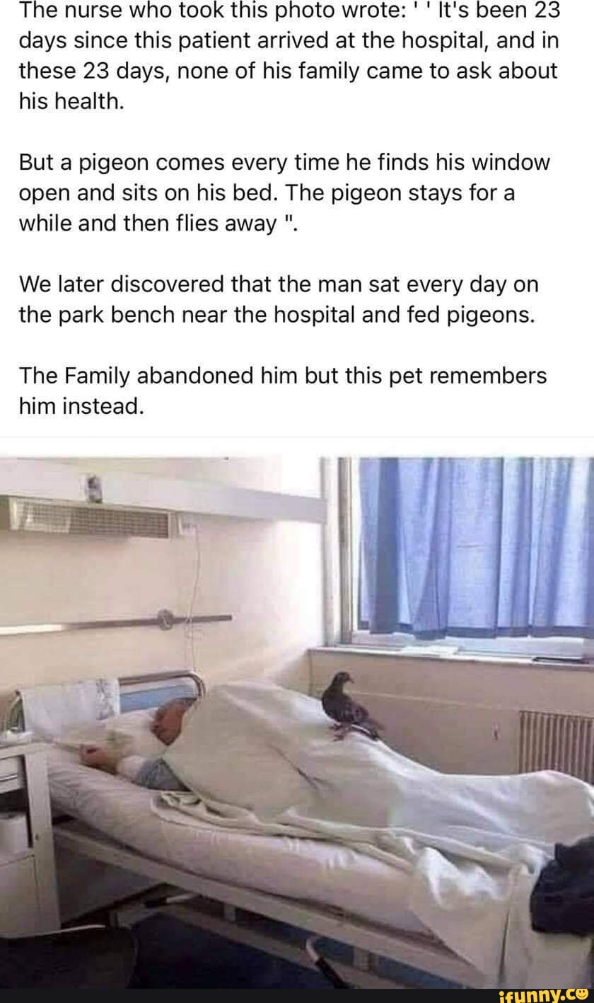 The nurse who took this photo wrote: It's been 23 days since this patient arrived at the hospital, and in these 23 days, none of his family came to ask about his health. But a pigeon comes every time he finds his window open and sits on his bed. The pigeon stays for a while and then flies away We later discovered that the man sat every day on the park bench near the hospital and fed pigeons. The Family abandoned him but this pet remembers him instead.