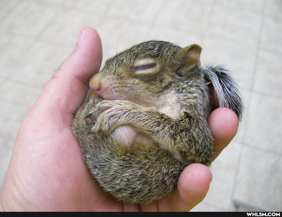 squirrel, baby, baby_animals, cute_animal