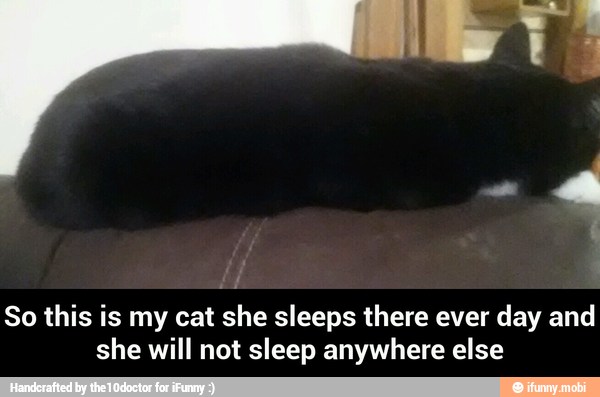 So this is my cat she sleeps there ever day and
she will not sleep anywhere else - So this is my cat she sleeps there ever day and she will not sleep anywhere else