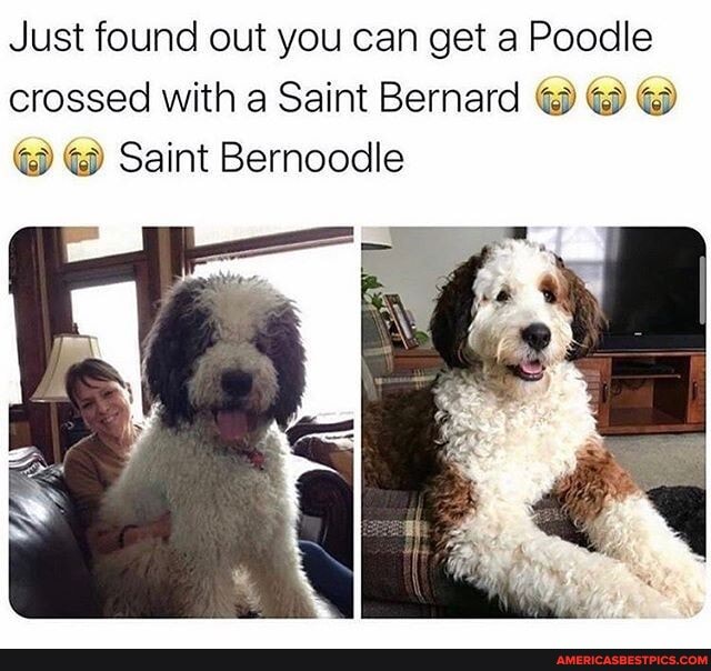 Just found out you can get a Poodle crossed with a Saint Bernard <3 iw Saint Bernoodle