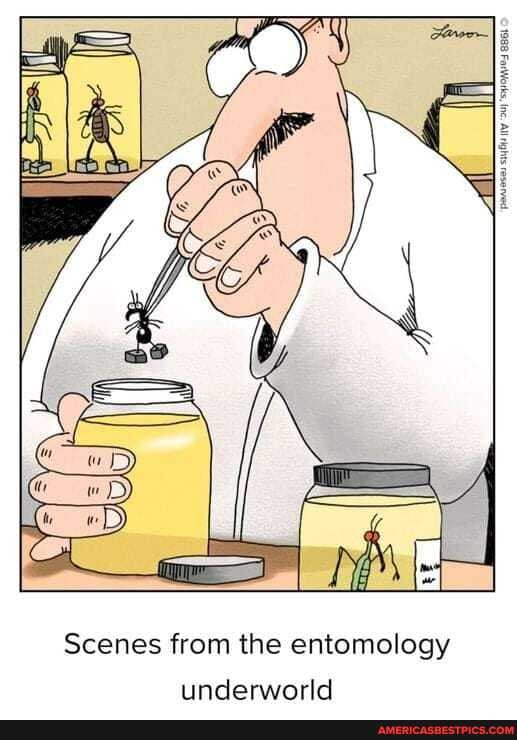 Scenes from the entomology
underworld