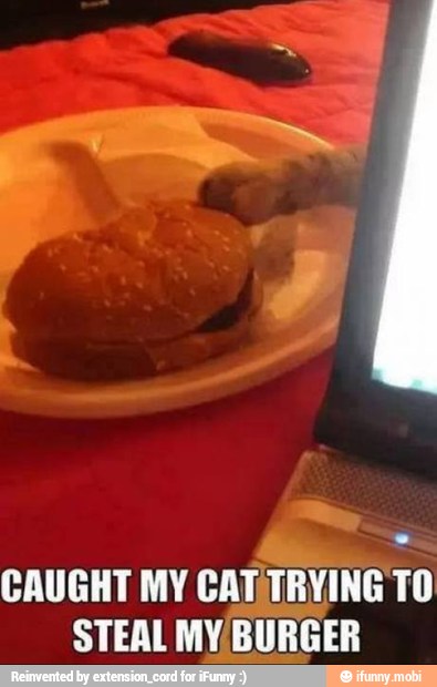 CAUGHT MY CAT TRYING TO
STEAL MY/BURGER