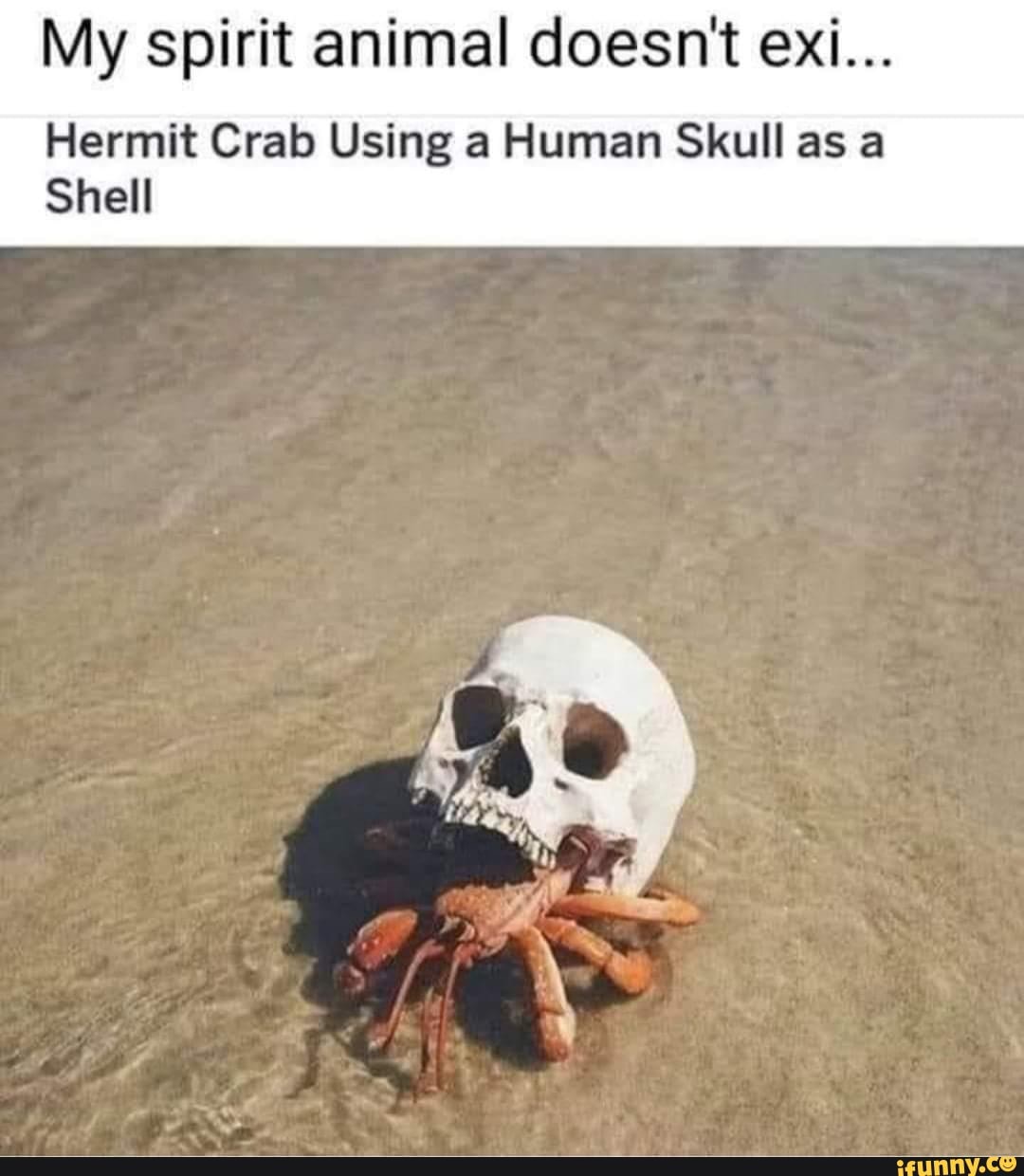 Hermit memes. Best Collection of funny Hermit pictures on iFunny