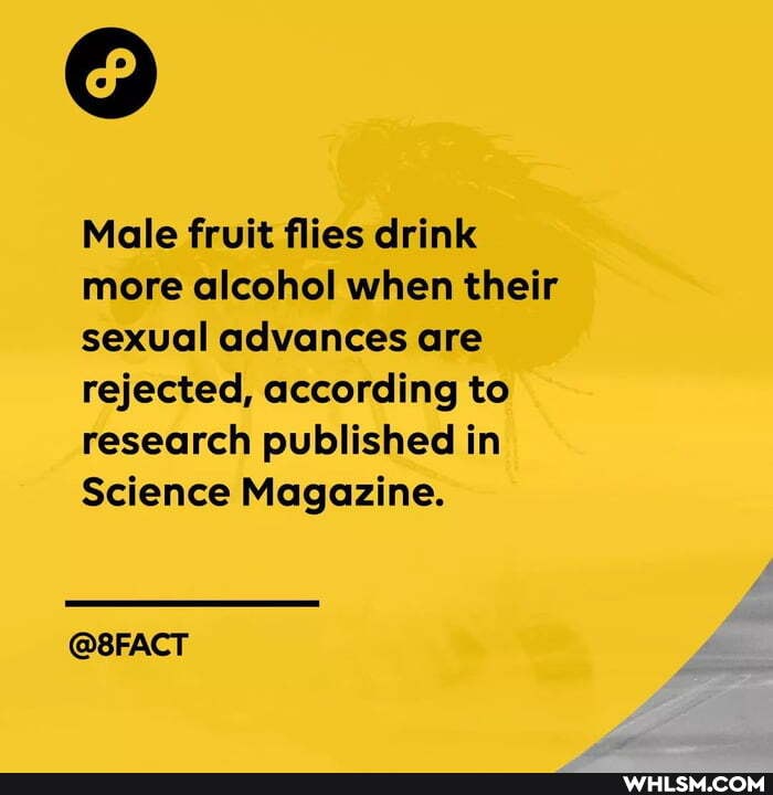 Male fruit flies drink more alcohol when their sexual advances are rejected, according to research published in
Science Magazine.
@8FACT