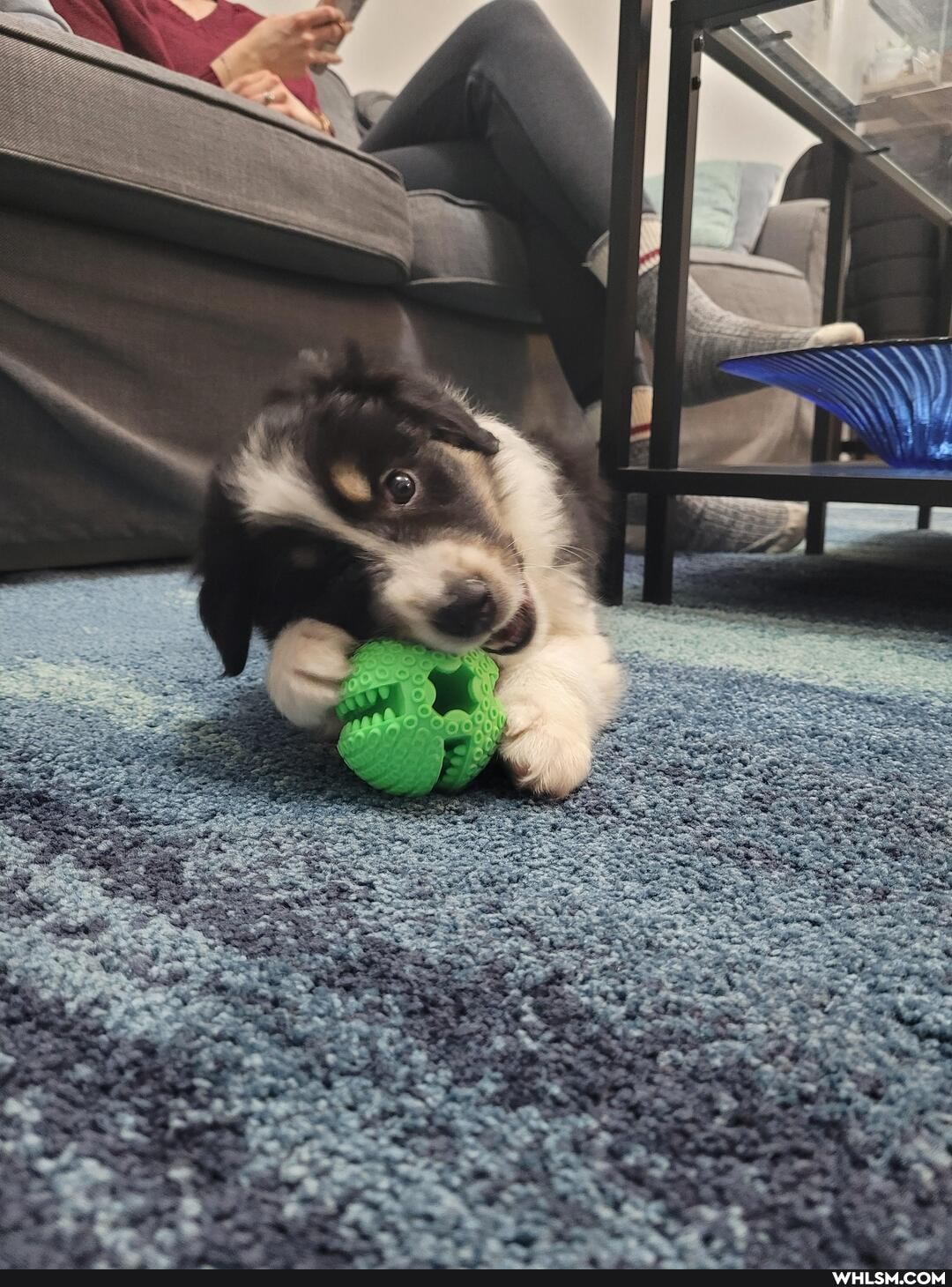pets, baby