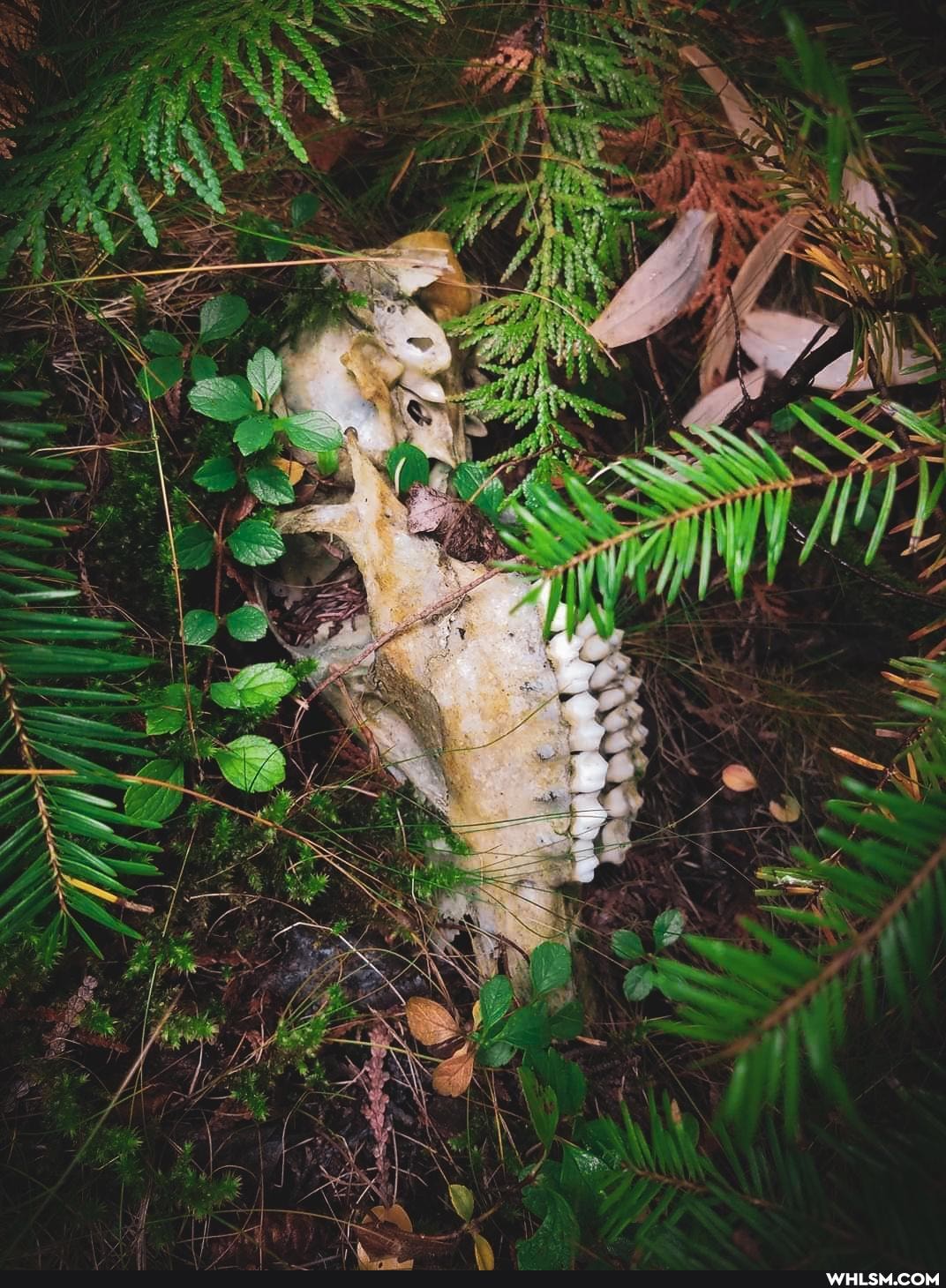 mildly_interesting, nature, creepy, wow