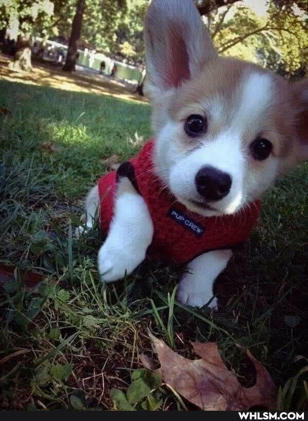 imgur12, adorable