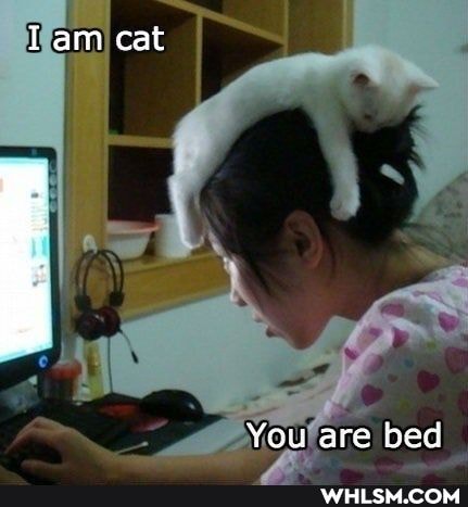 Tam cat
You are bed