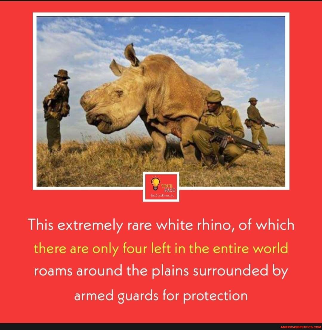 This extremely rare white rhino, of which there are only four left in the entire world roams around the plains surrounded by
armed guards for protection
