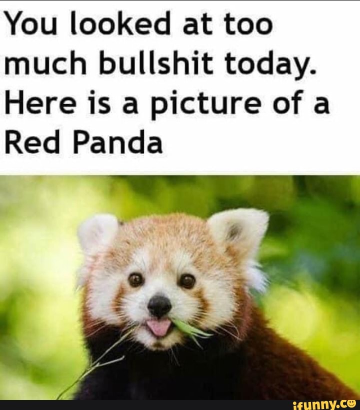 You looked at too
much bullshit today.
Here is a picture of a
Red Panda